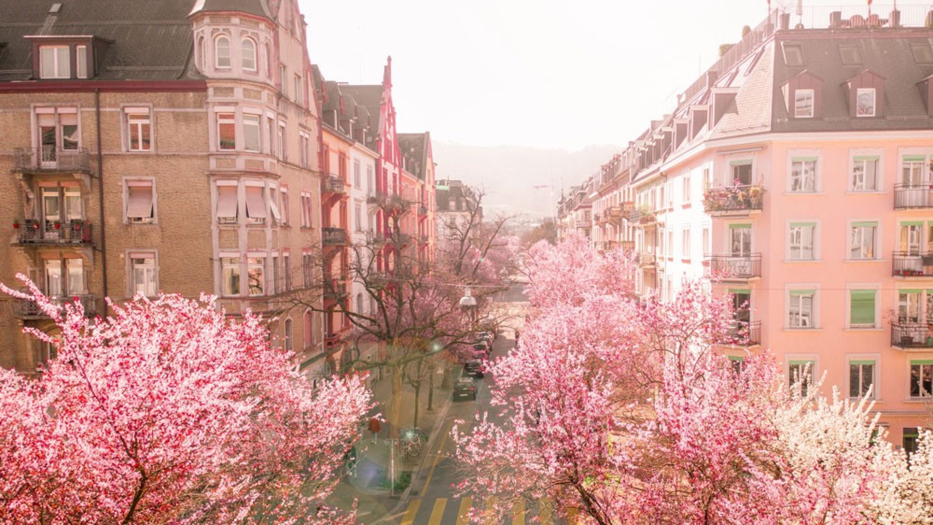 Häuserblock mit Cherry Blossom im Kreis 3 in Zürich
