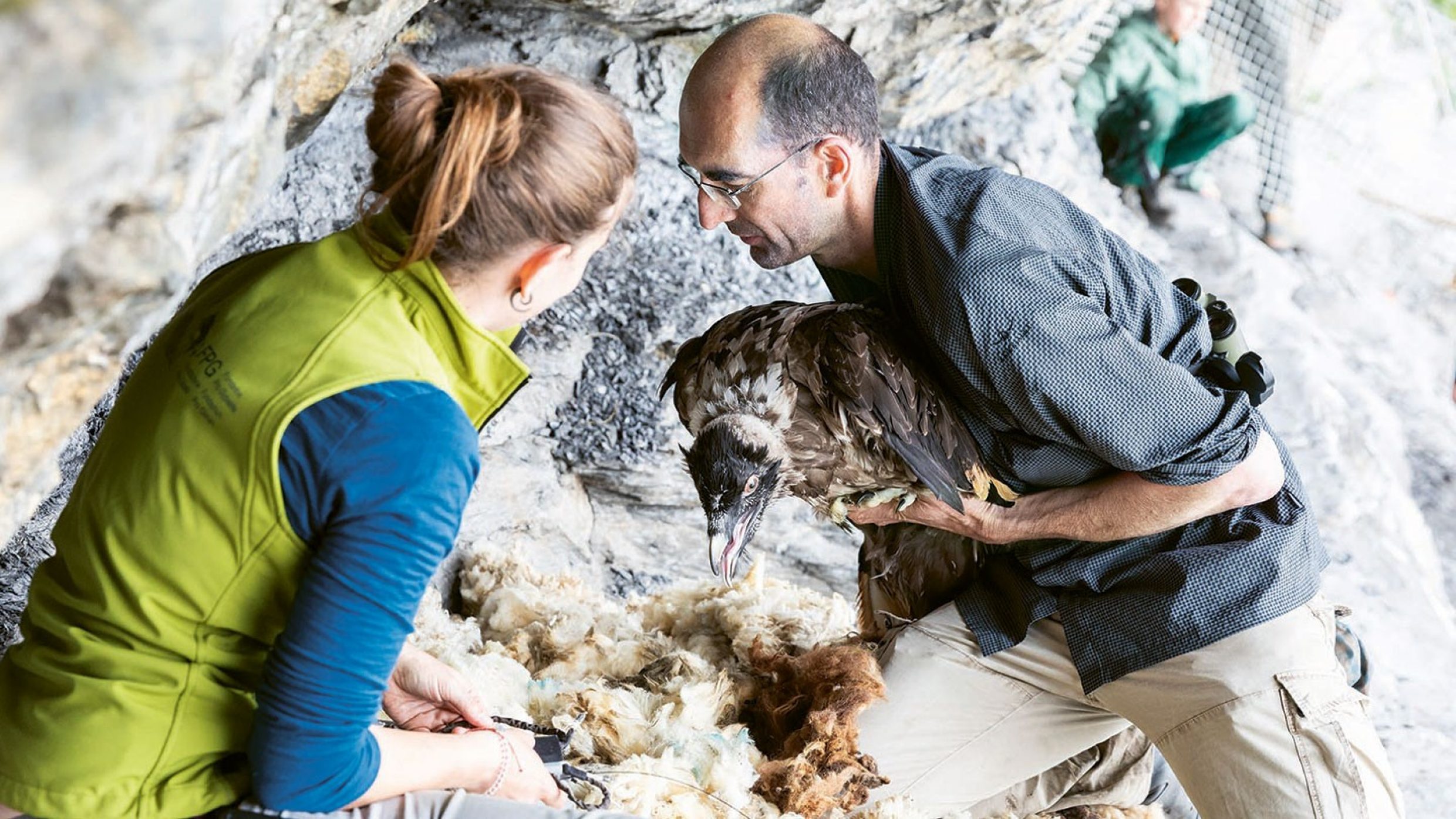 Franziska Lörcher und Daniel Hegglin von der Stiftung Pro Bartgeier platzieren einen jungen Bartgeier in der Auswilderungsnische am Huetstock bei Melchsee-Frutt. Ein Bartgeier ist erst mit 5 bis 7 Jahren geschlechtsreif…