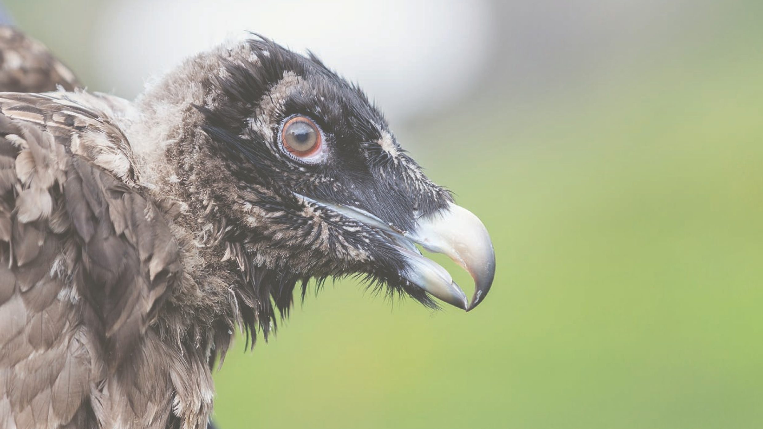 Finja wurde mit Junggeier Fredueli auf der Melchsee-Frutt ausgewildert. Mit der Geschlechtsreife kehren die Vögel meistens in jene Region zurück, wo sie ausgesetzt wurden und werden sesshaft. 