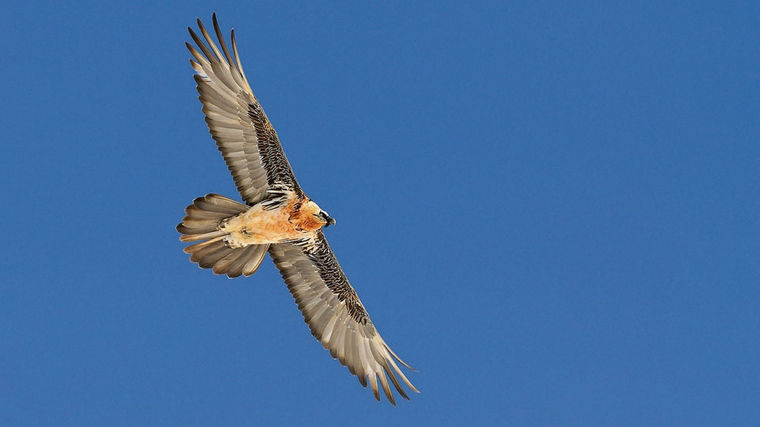 Mit einer beeindruckenden Spannweite bis zu drei Metern und fünf bis sieben Kilo Gewicht ist der Bartgeier die grösste Brutvogelart der Alpen und der grösste einheimische Vogel. Er frisst nur Aas und Knochen.