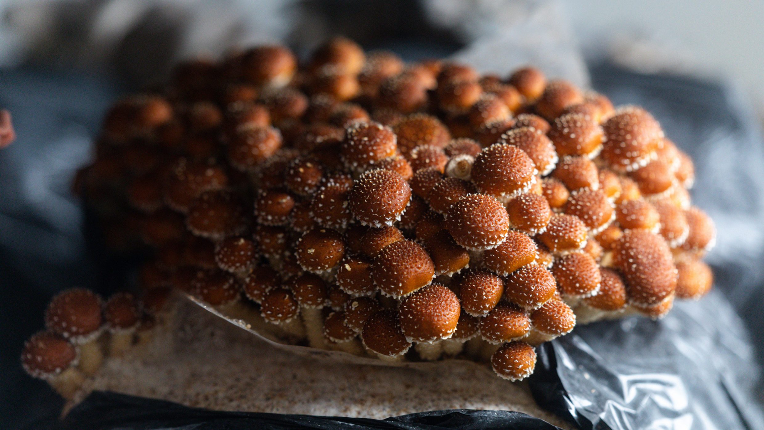 Der Hübsche: Mit dem Freckled Chestnut kann sich Lorenzo gut identifizieren.