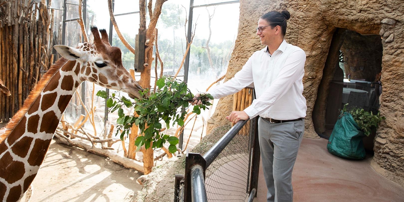 Mann mit Brille füttert eine Giraffe