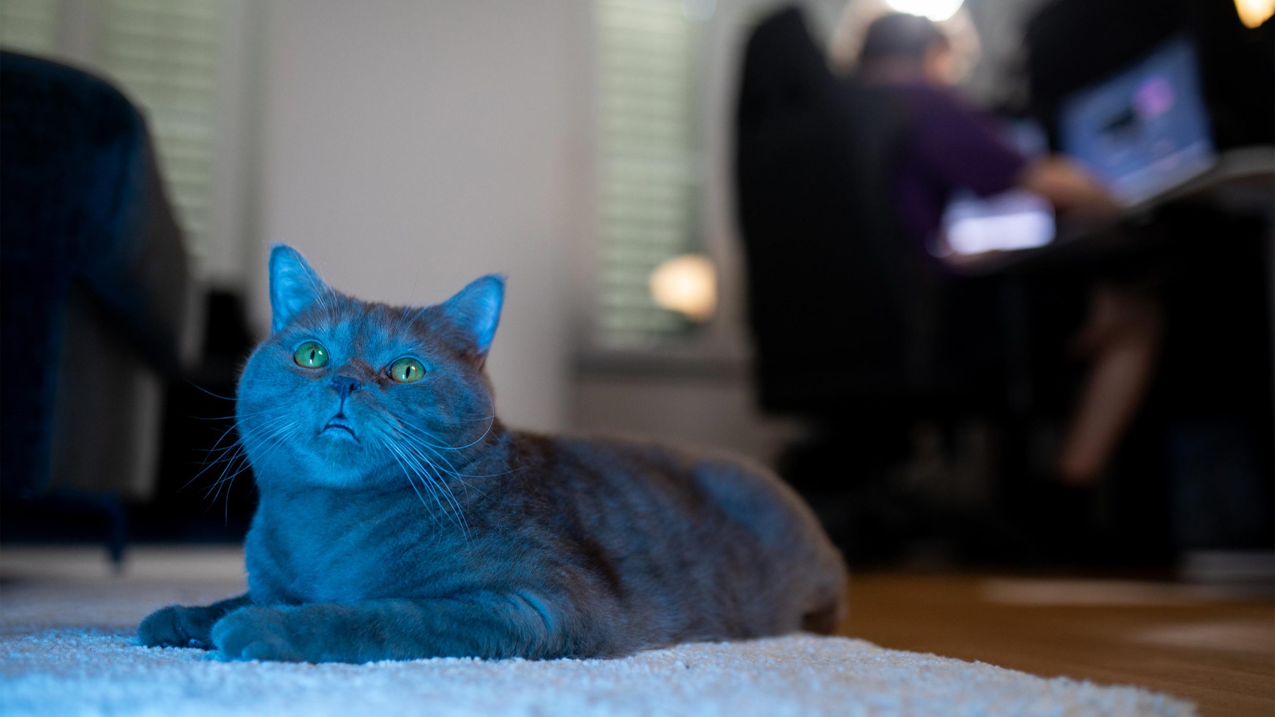Fotografie Katze liegend auf dem Teppich
