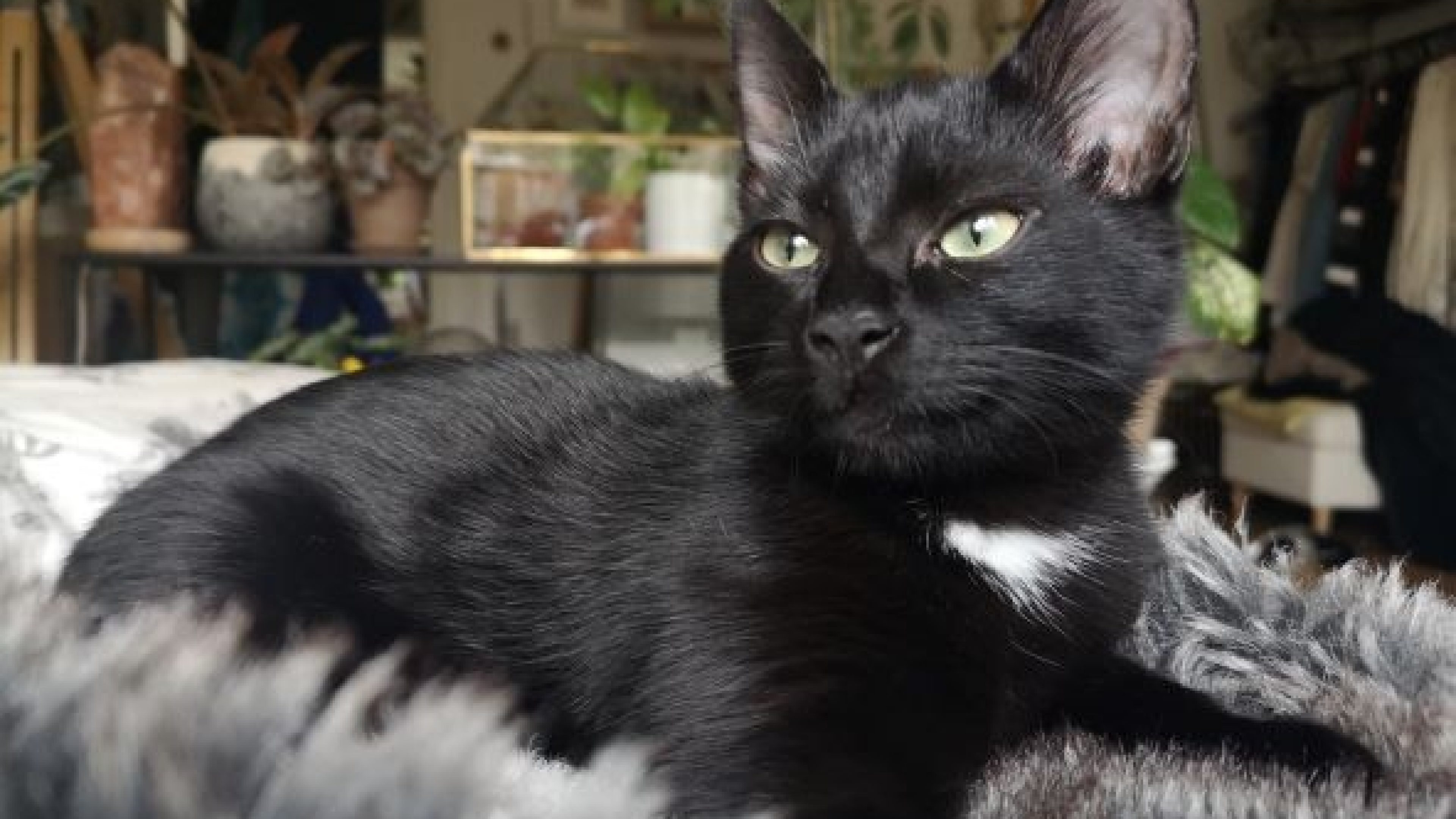 Eine schwarze Katze liegend auf dem Sofa 