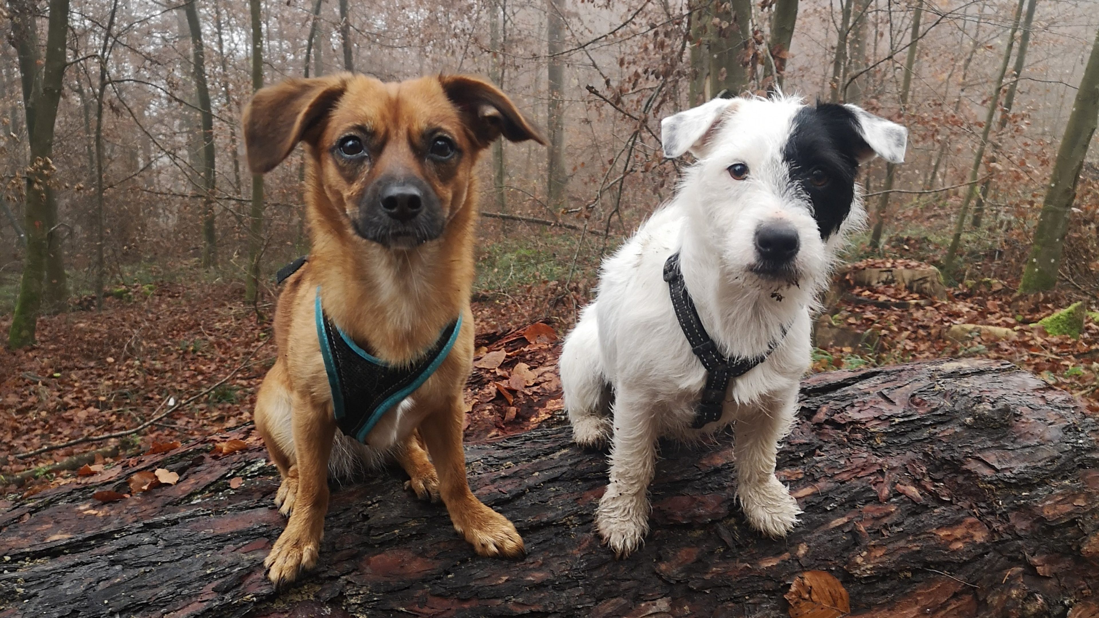 Zwei Hunde sitzend auf einem Baumstamm