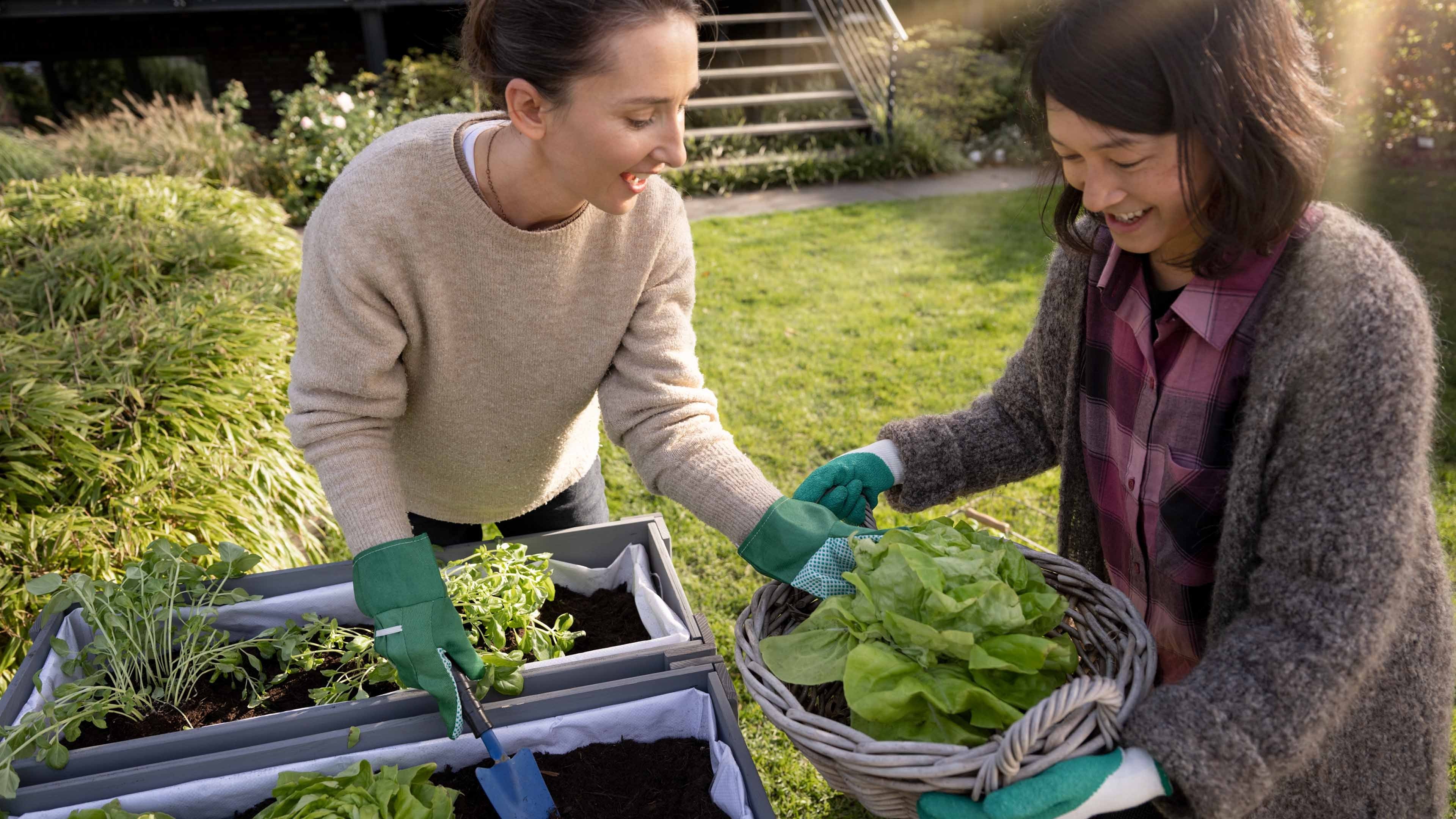 Zwei junge Frauen beim Ernten von Salat