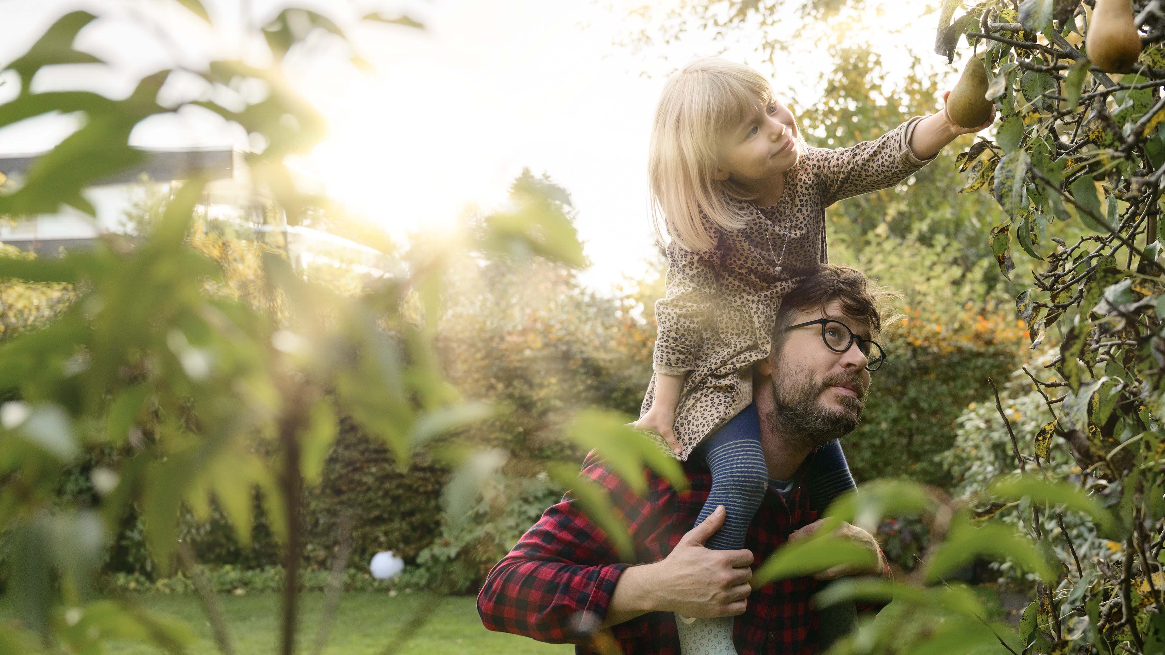 Kind auf Schultern des Vaters pflückt Birne im Garten