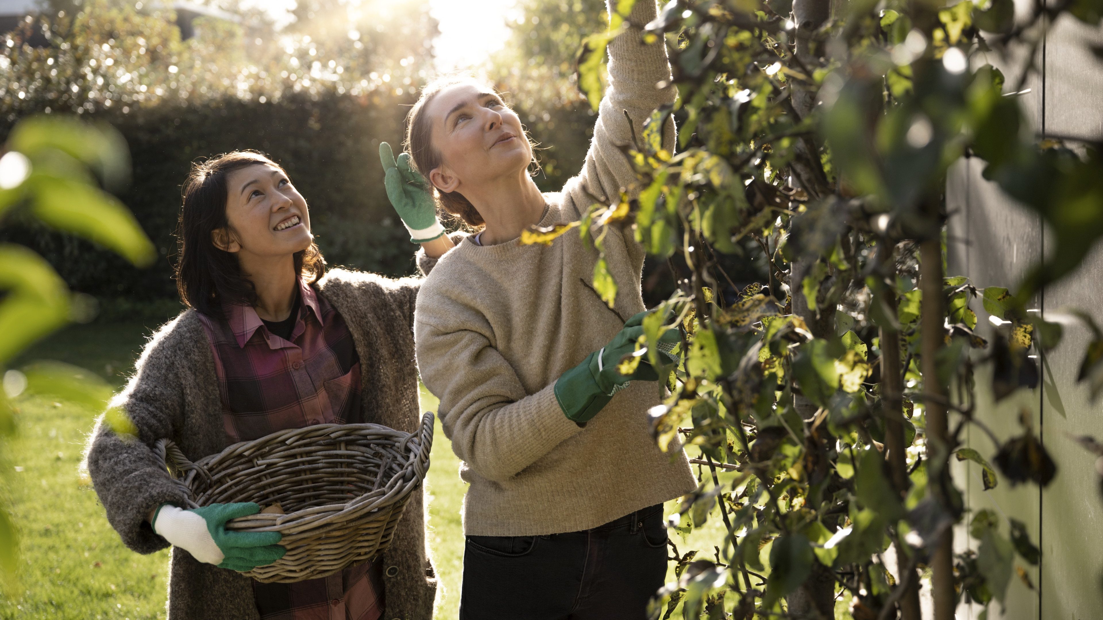 Zwei Frauen ernten Trauben im Garten.