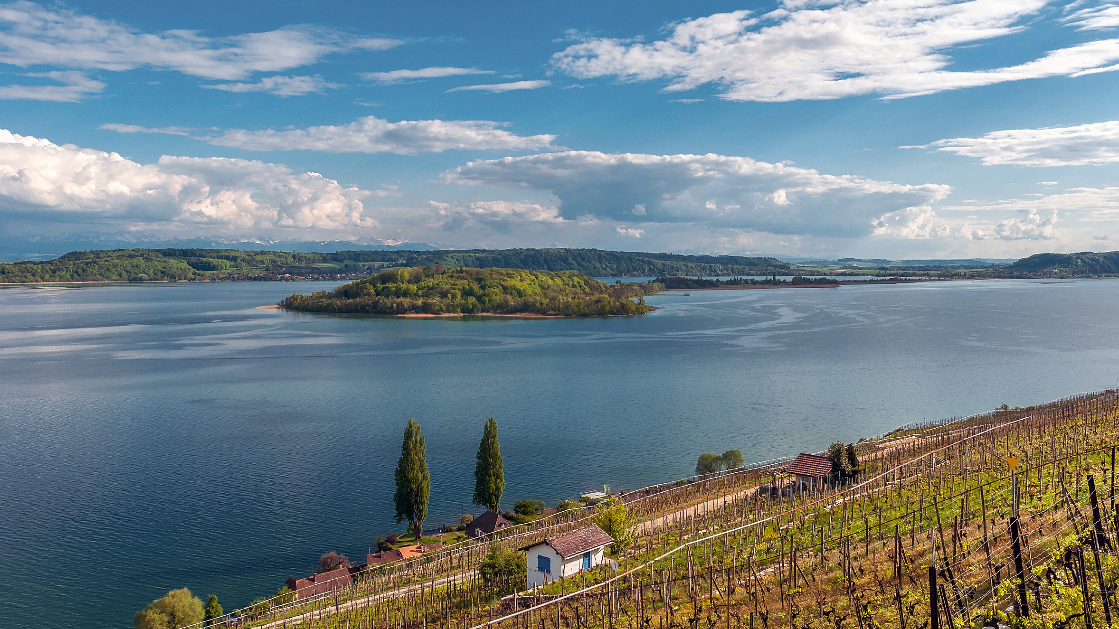 Vineyard by the lake of Biel, Switzerland