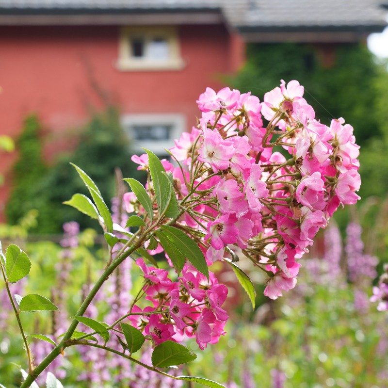Alpen-Hagrosen, die in einem Pflanzengarten vor einem roten Haus gepflanzt sind, schmücken mit rosa Blüten.
