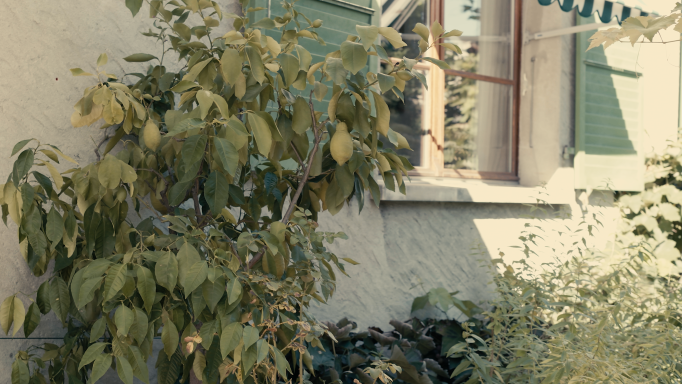 A house wall against which a beautiful lemon tree grows.