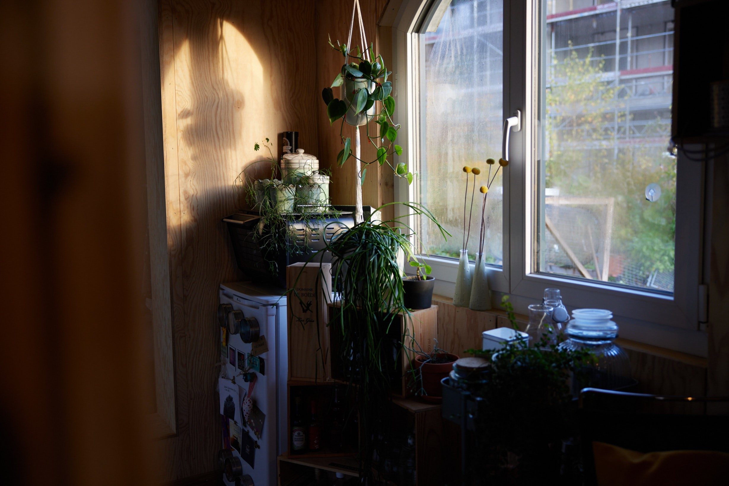 Inside a room with a window, with plants in front of it and hanging down from above it.