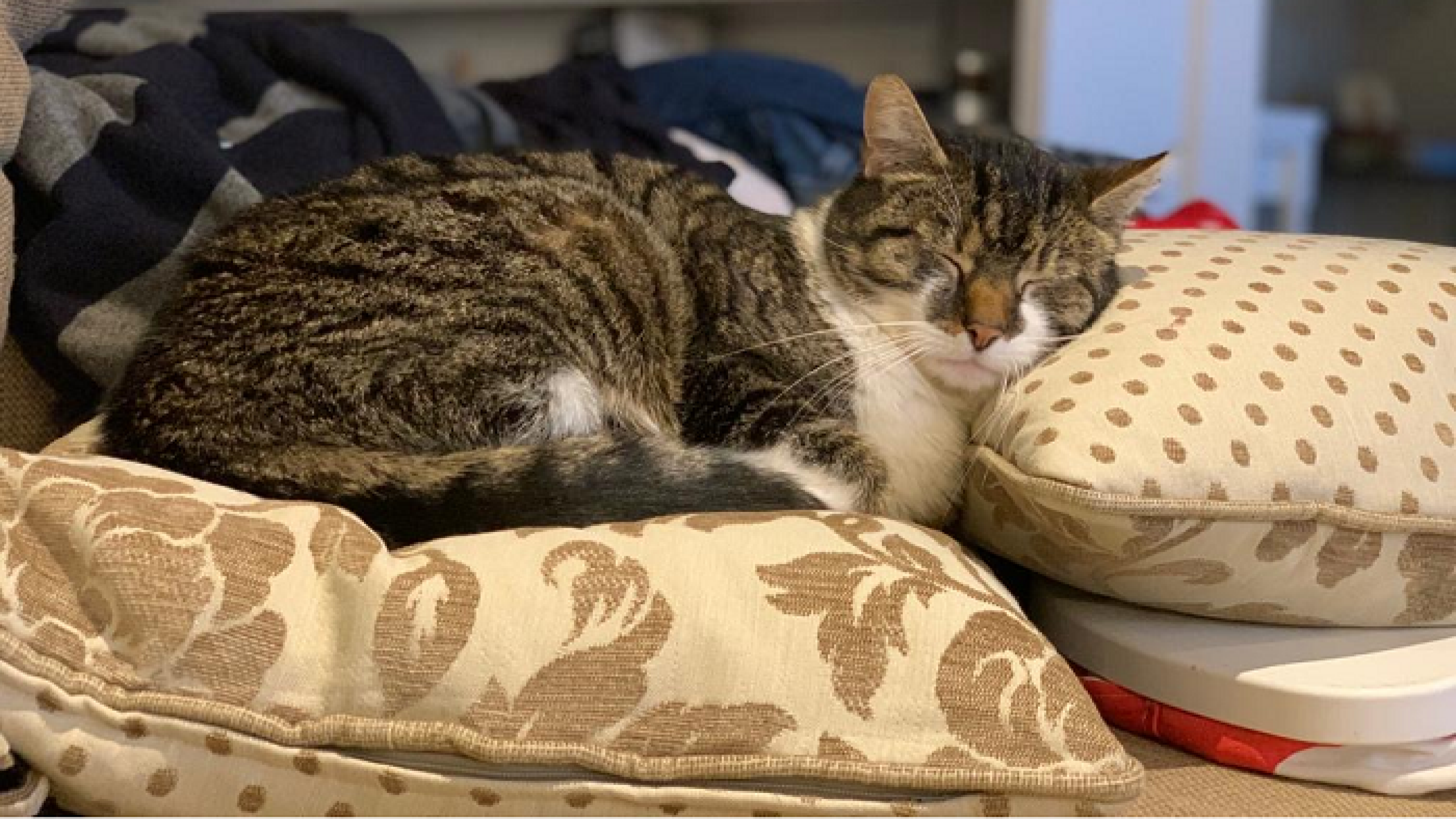 A sleeping cat
