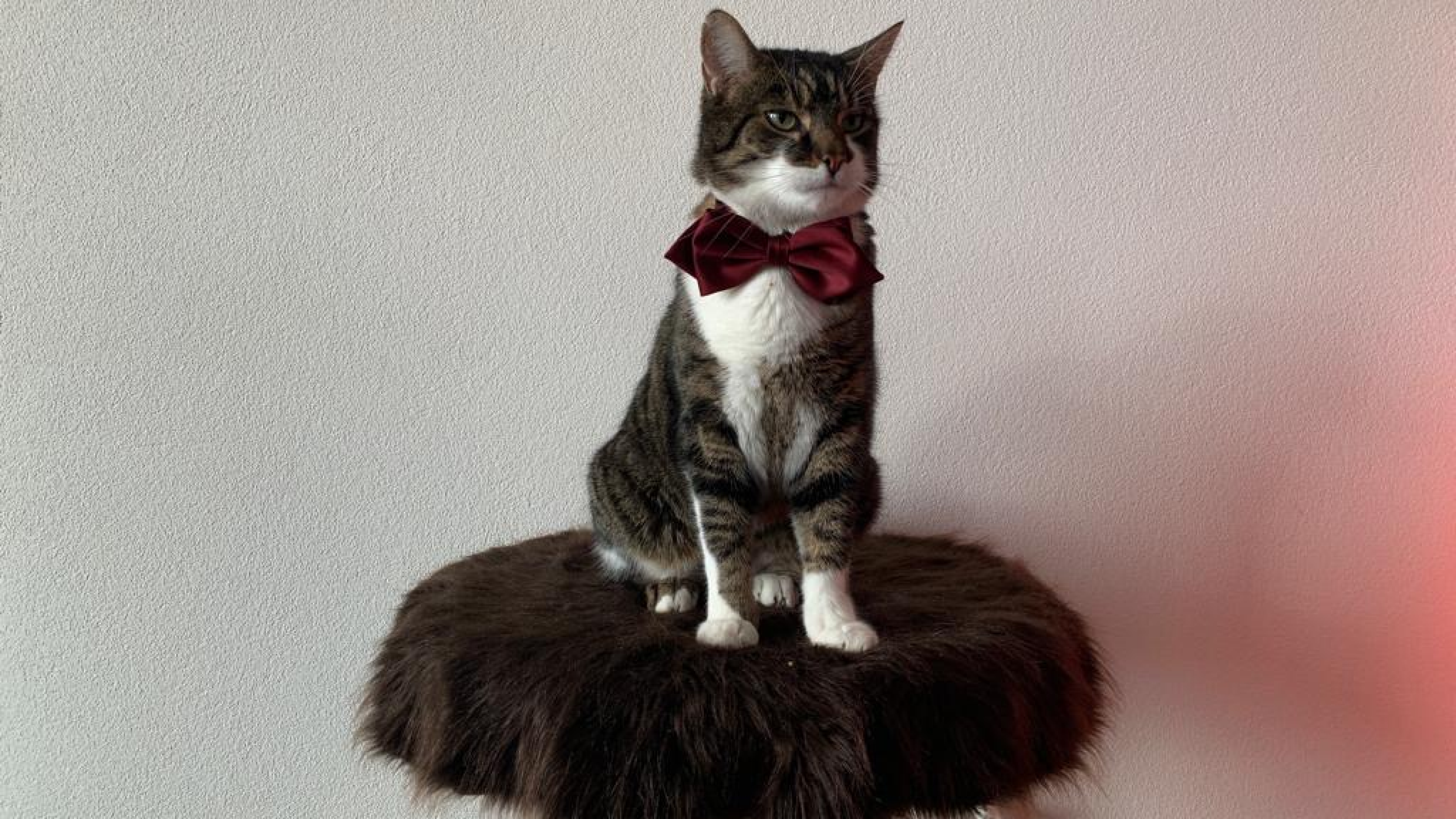A cat looking towards the camera