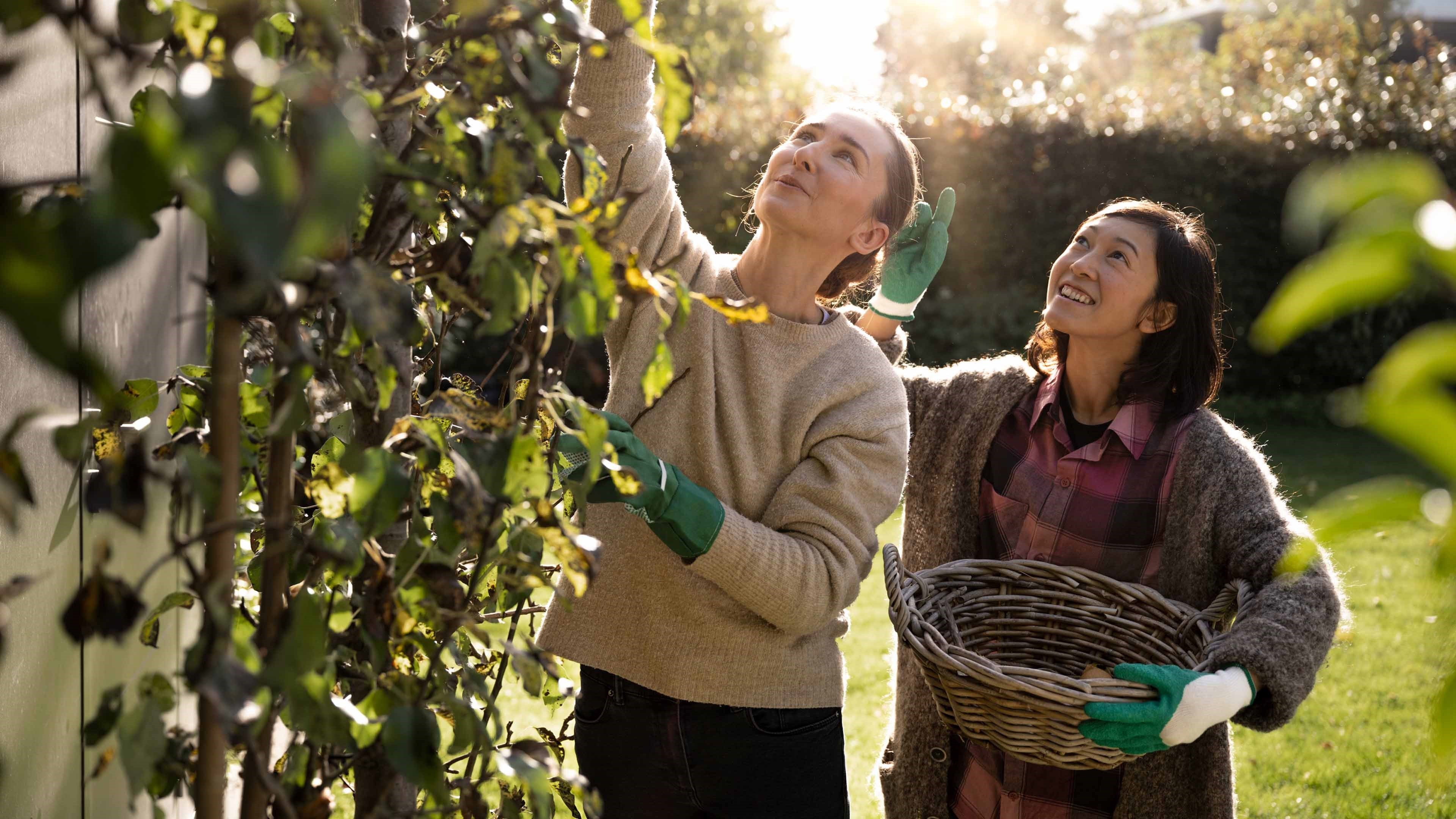 Two young women picking fruit