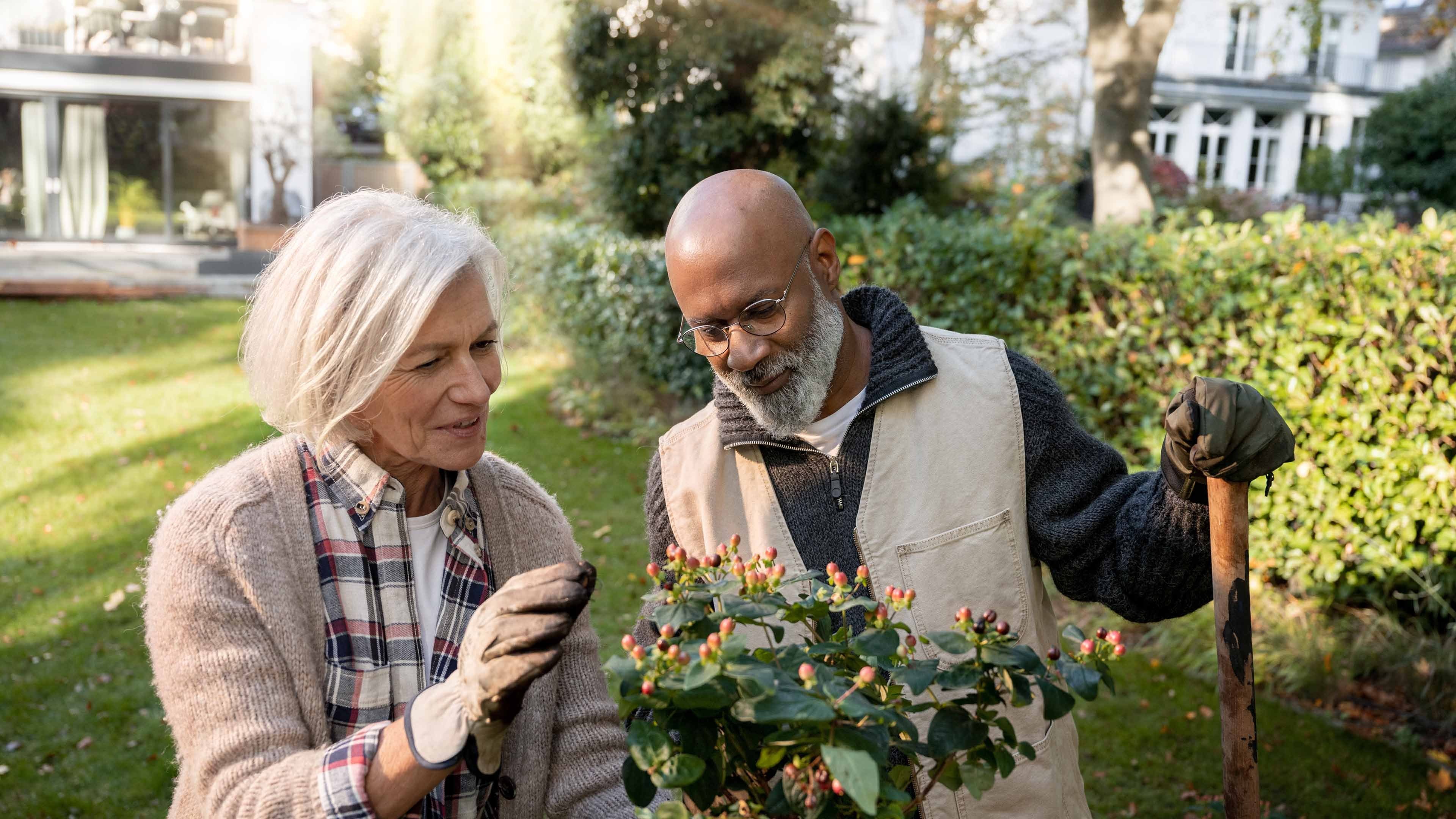 An older man and woman planting a plant