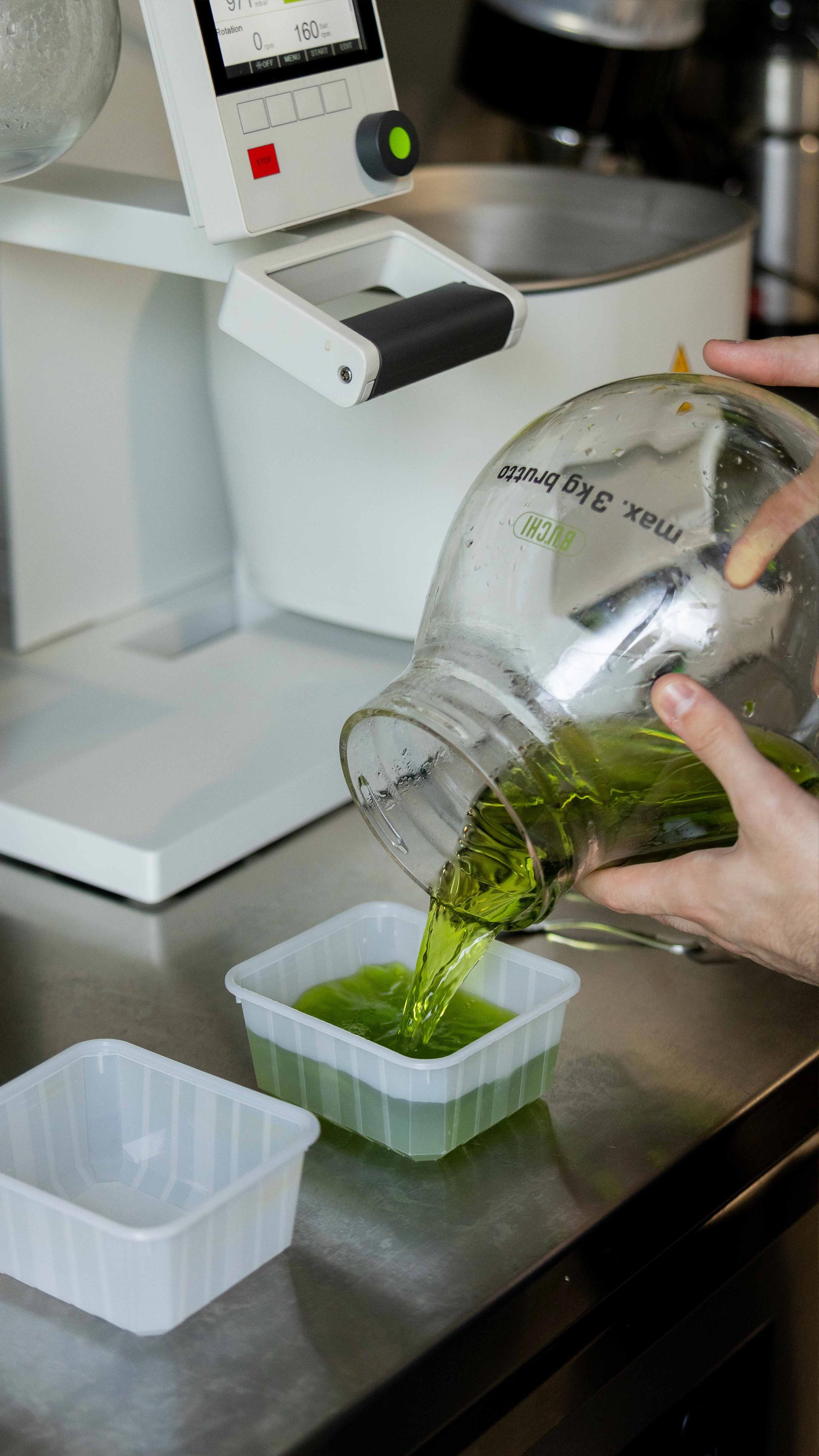 Les mains versent le liquide vert du ballon en verre de l’évaporateur rotatif dans un récipient.