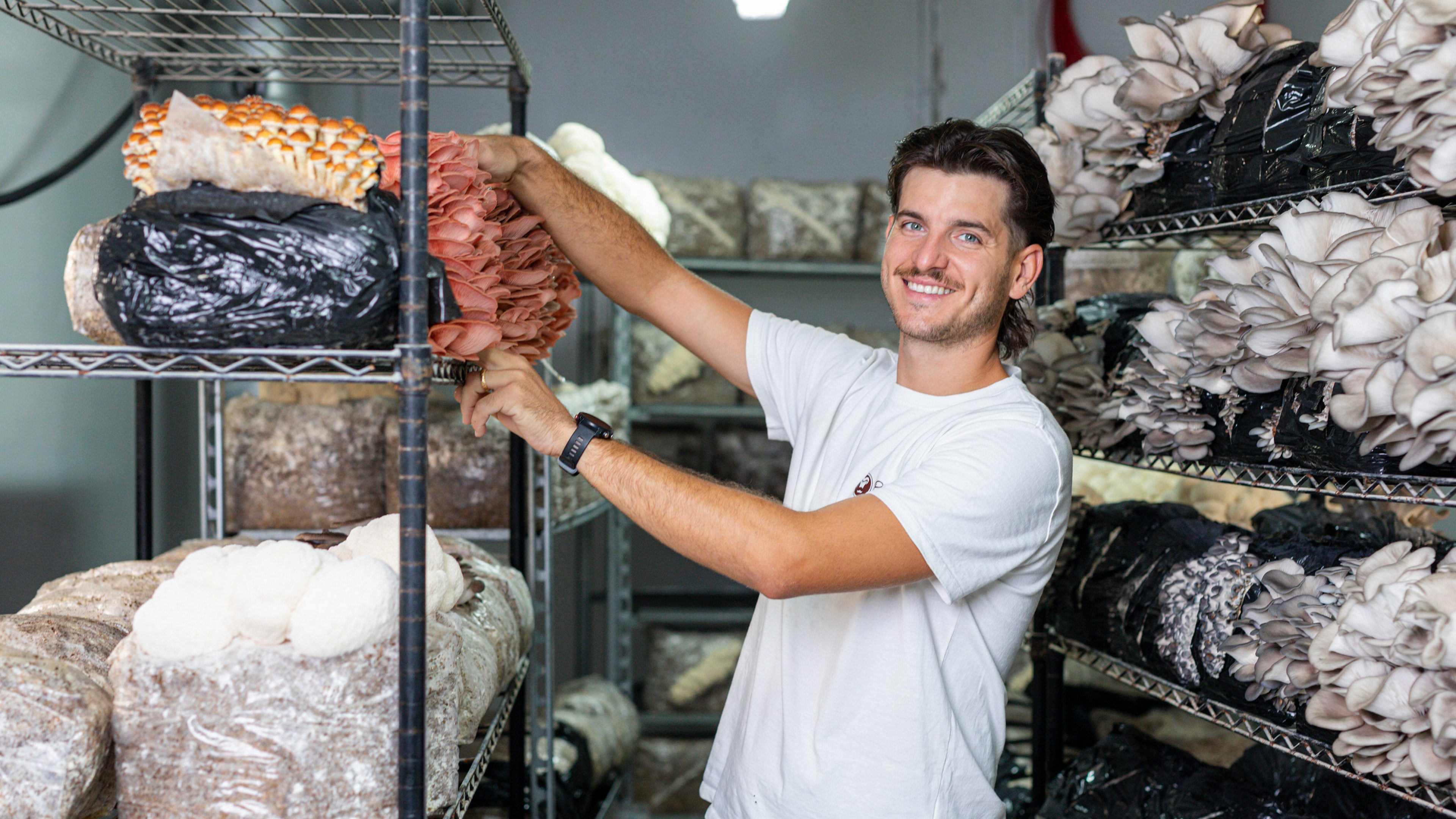 Lorenzo Falcone cultive des champignons dans la salle de fructification au milieu de champignons comestibles nobles
