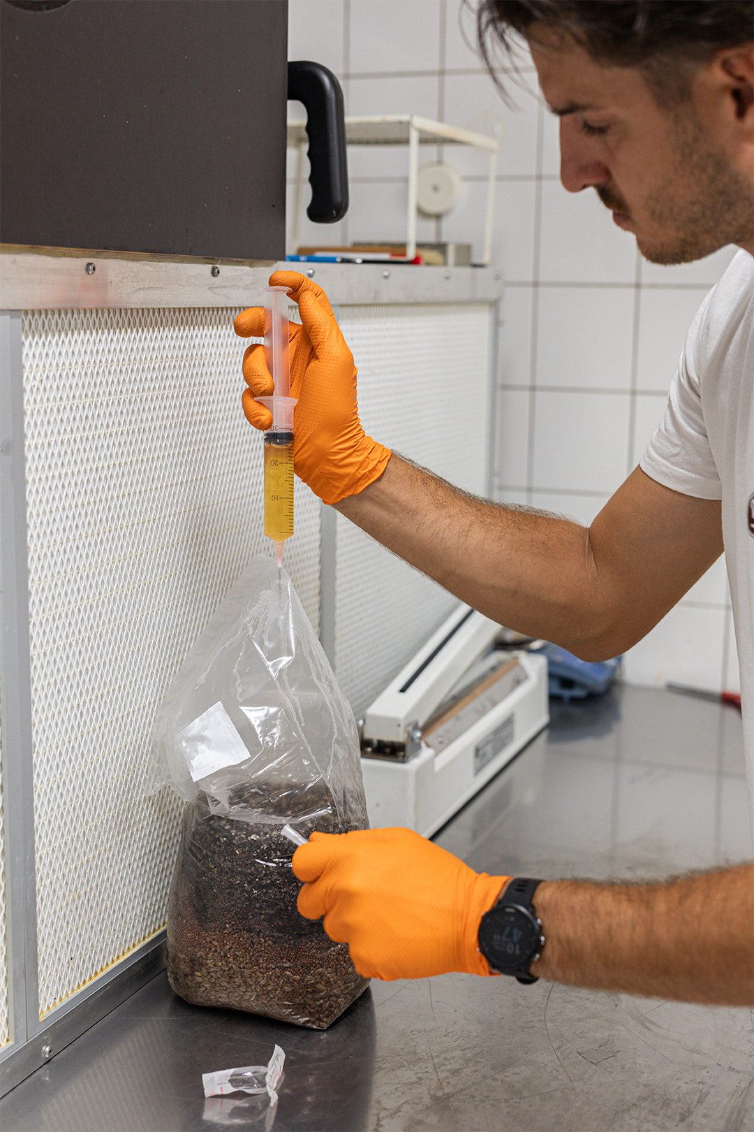 Lorenzo Falcone injecte du mycélium dans des grains stériles.