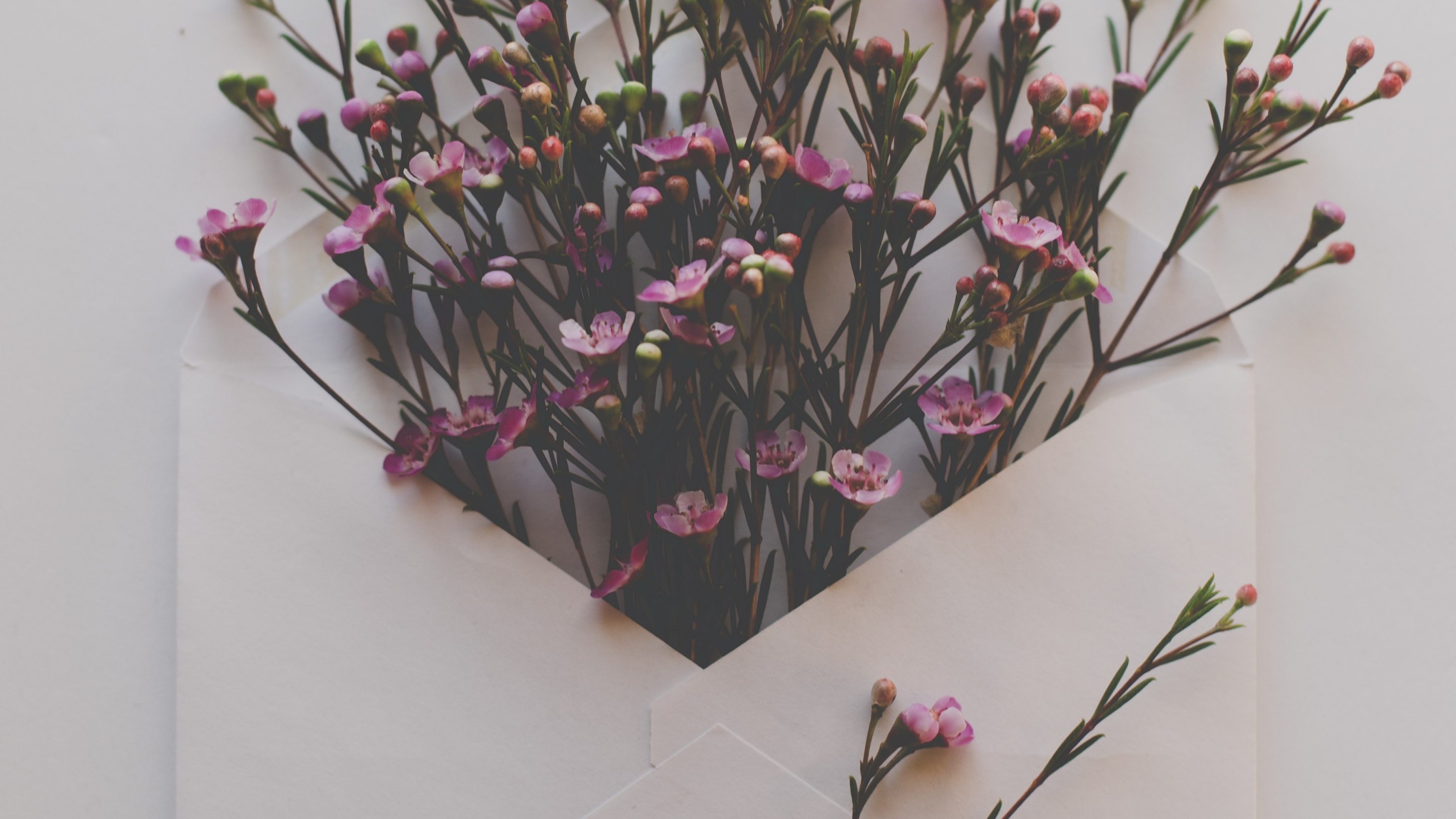 Une enveloppe blanche ouverte dans laquelle ont été placées des fleurs violettes.