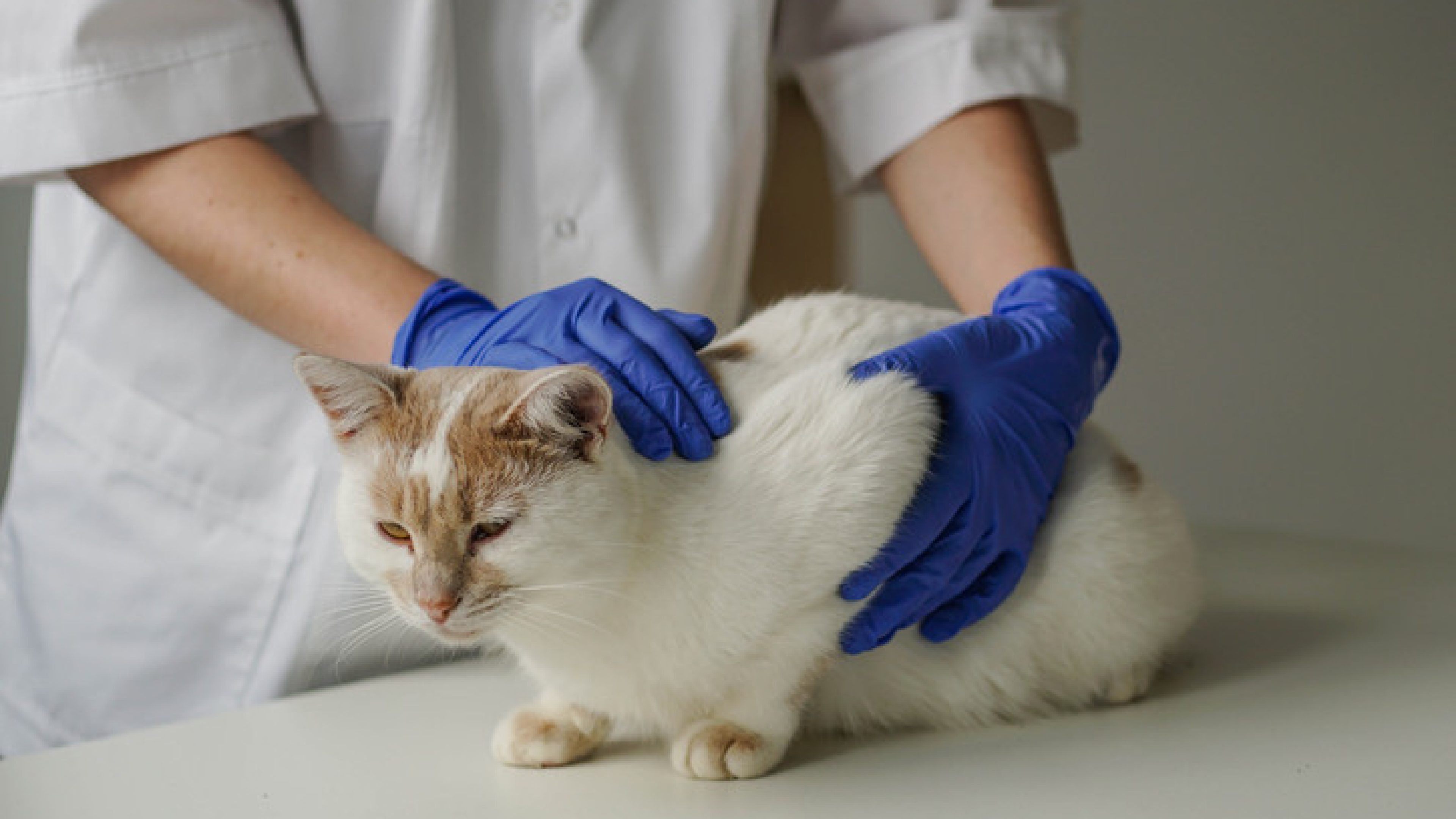 Woman veterinarian in blue protective gloves examining cat. Cat visiting vet for regular check up.