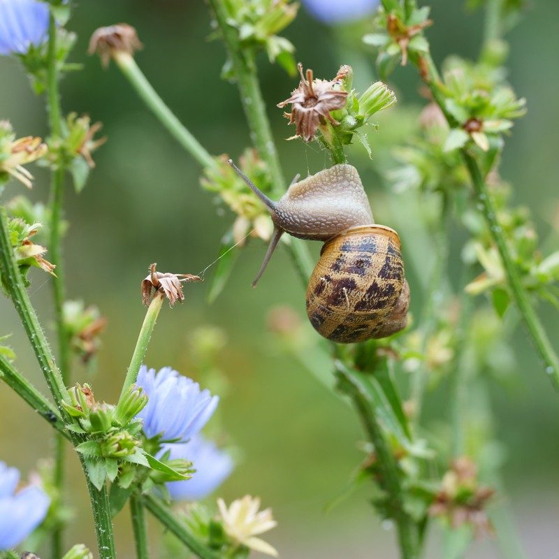 Un escargot grimpe le long d’une tige avec une fleur bleu pâle en arrière-plan.