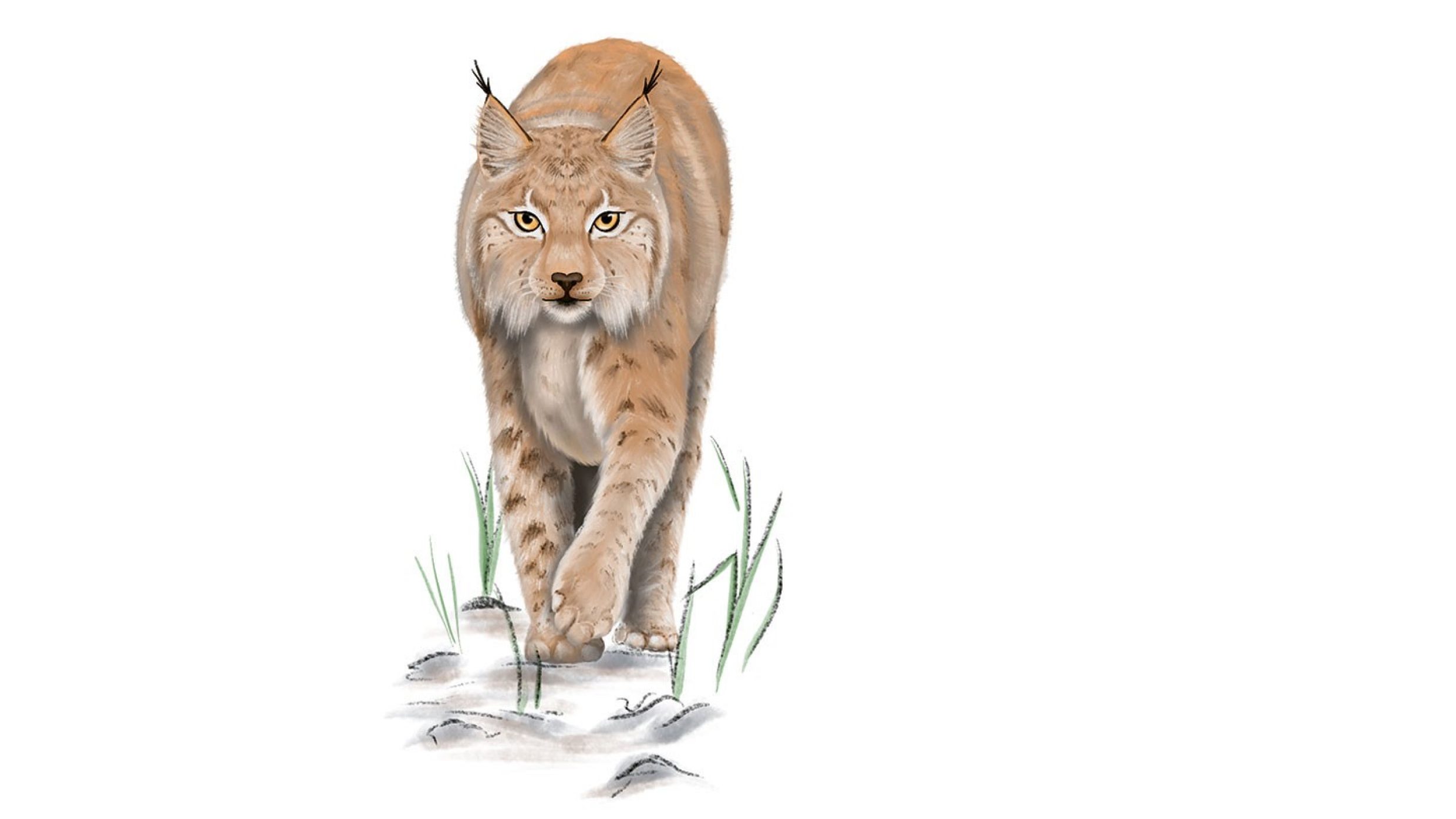 Da oltre 40 anni il più grande gatto selvatico d’Europa ha ripreso a vagare per la Svizzera. Oggi una popolazione stabile di circa 300 animali si è insediata nelle regioni delle Prealpi, delle Alpi e delle foreste del Giura. Questi grandi felini dalle movenze eleganti sono così numerosi che possono essere catturati nel nostro Paese e reinsediati in Italia, Austria e Germania.