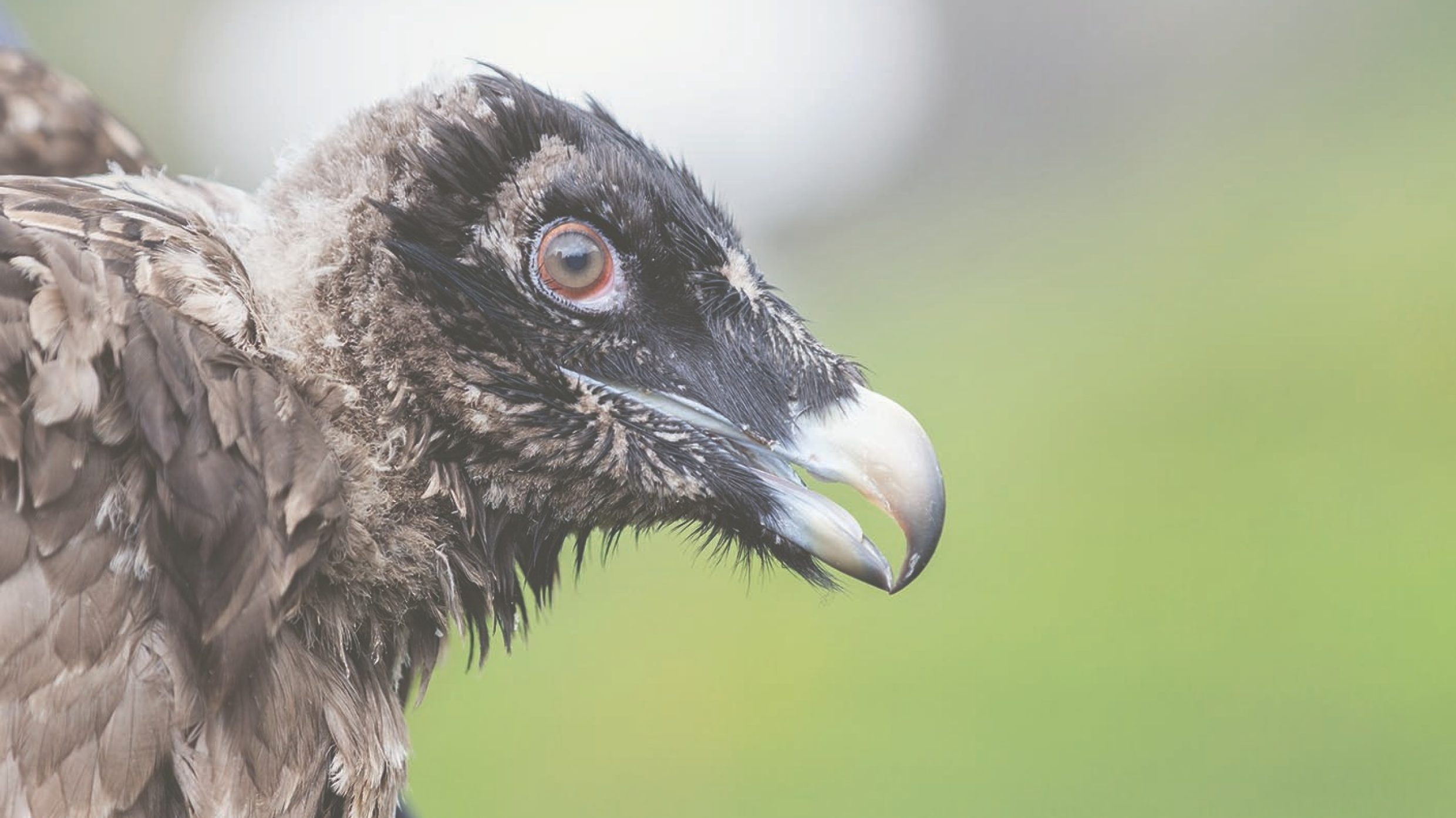Finja è stata rilasciata con il giovane avvoltoio Fredueli sul Melchsee-Frutt. Raggiunta la maturità sessuale, i volatili di solito tornano nella regione in cui sono stati rilasciati, dove si accoppiano.