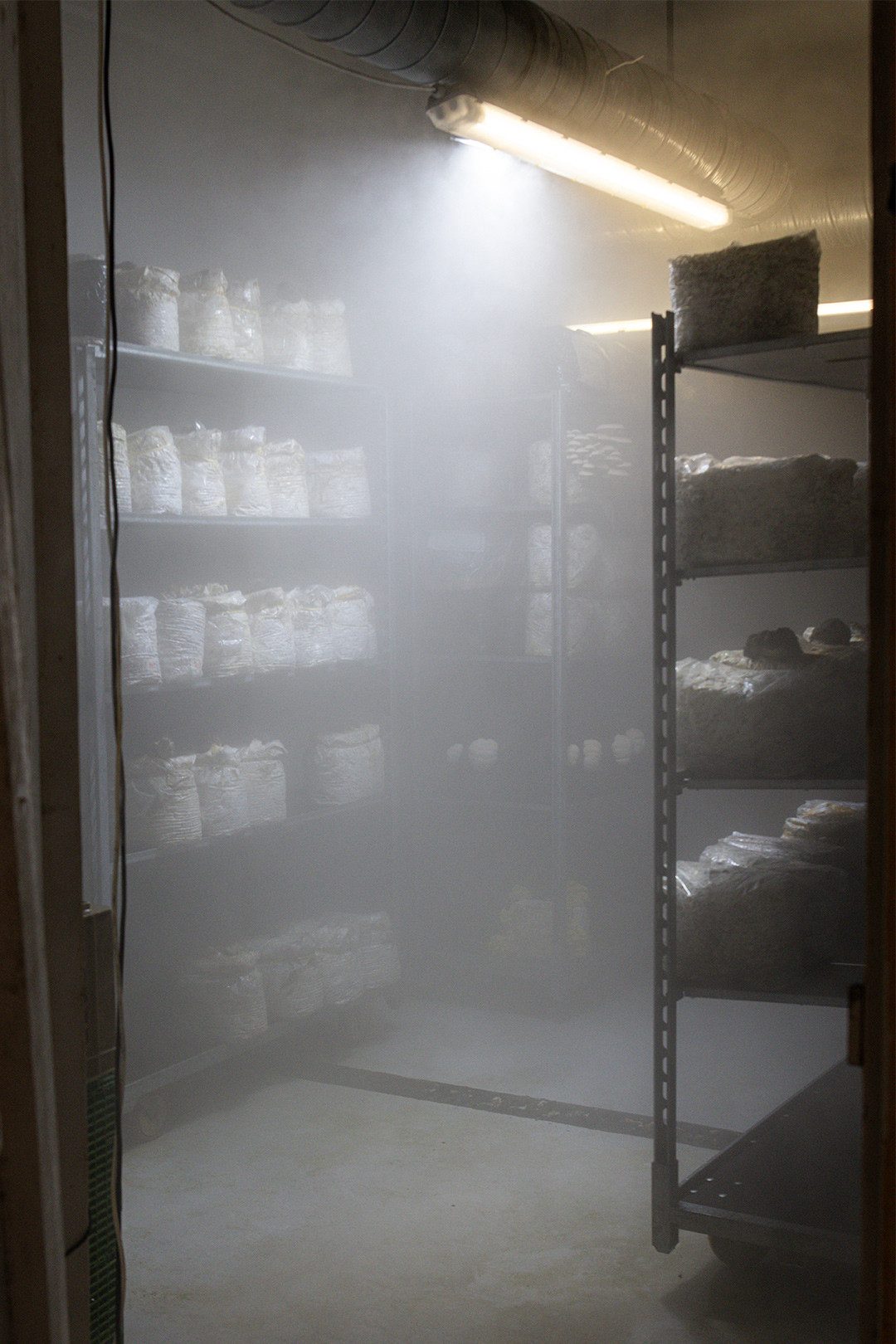 Nella sala di fruttificazione refrigerata, un vapore sottile attraversa gli scaffali.