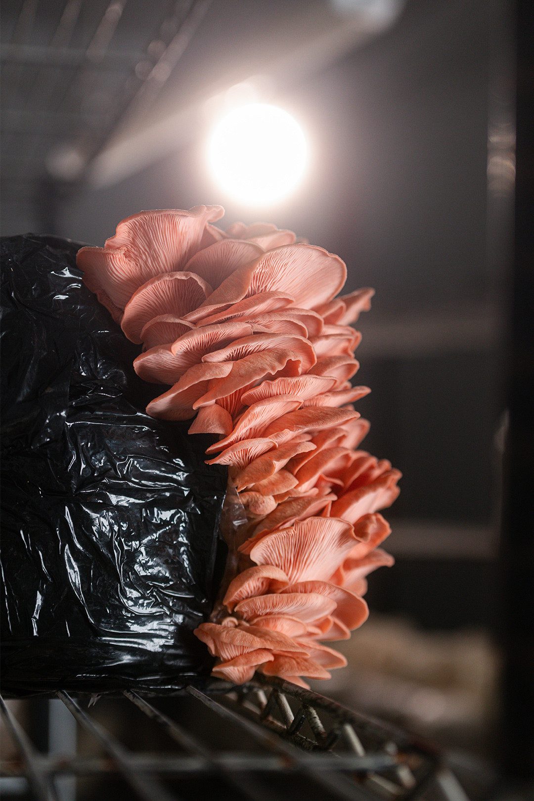 Il pleurotus Sakura rosa