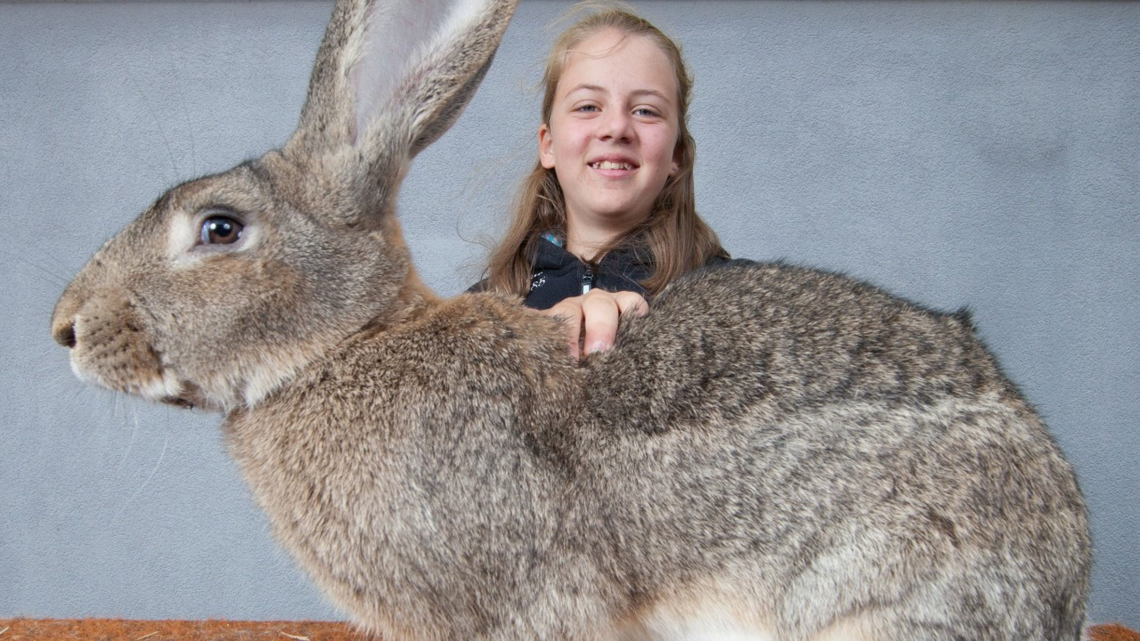 hase-header