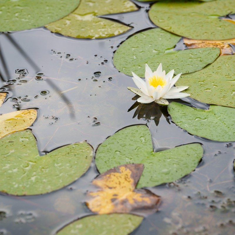 Guardando su un tratto dello stagno si vedono le foglie e il fiore bianco di una pianta acquatica. Colloquialmente questo fiore viene chiamato «ninfea».