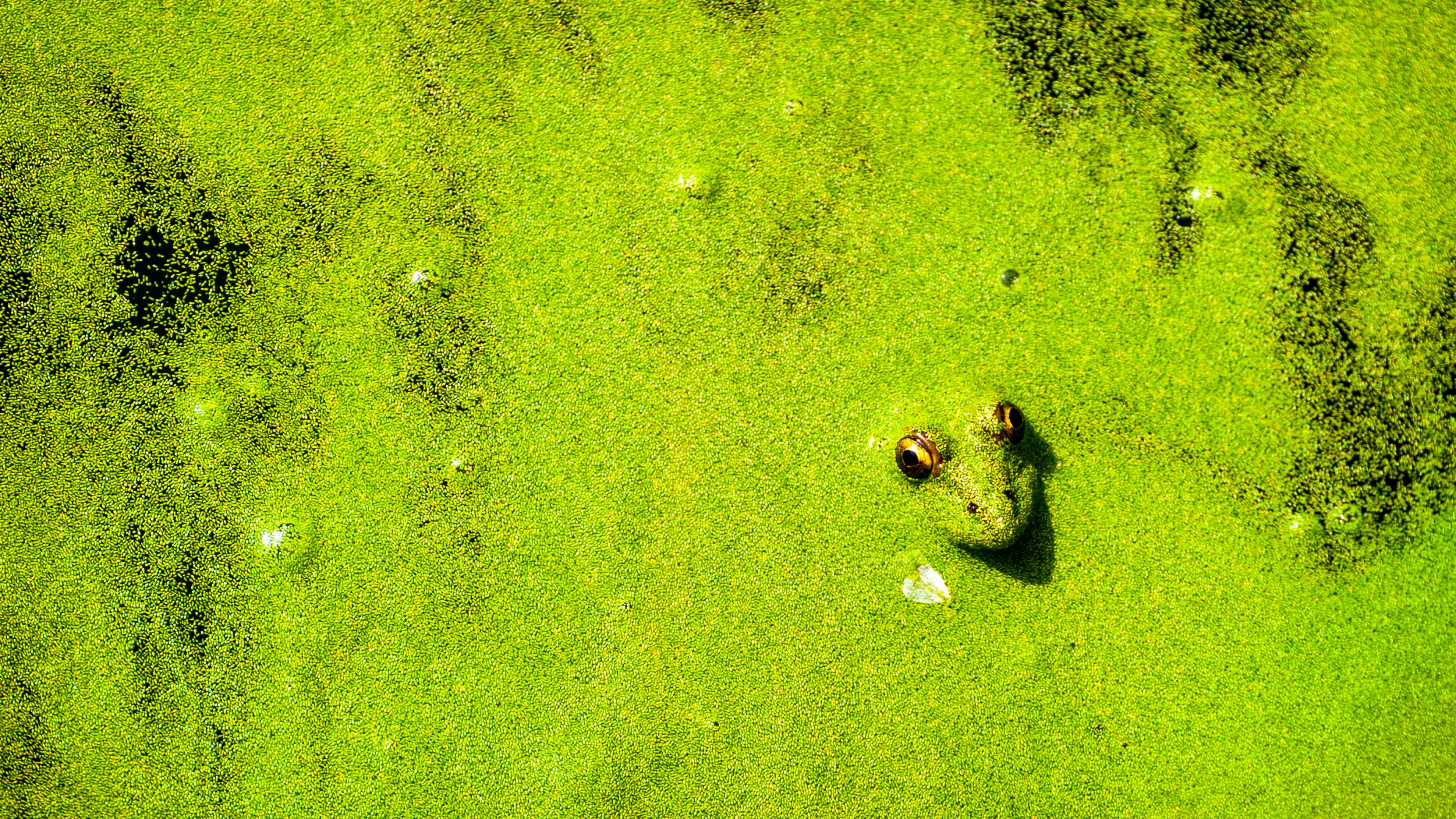 Versteckter Frosch