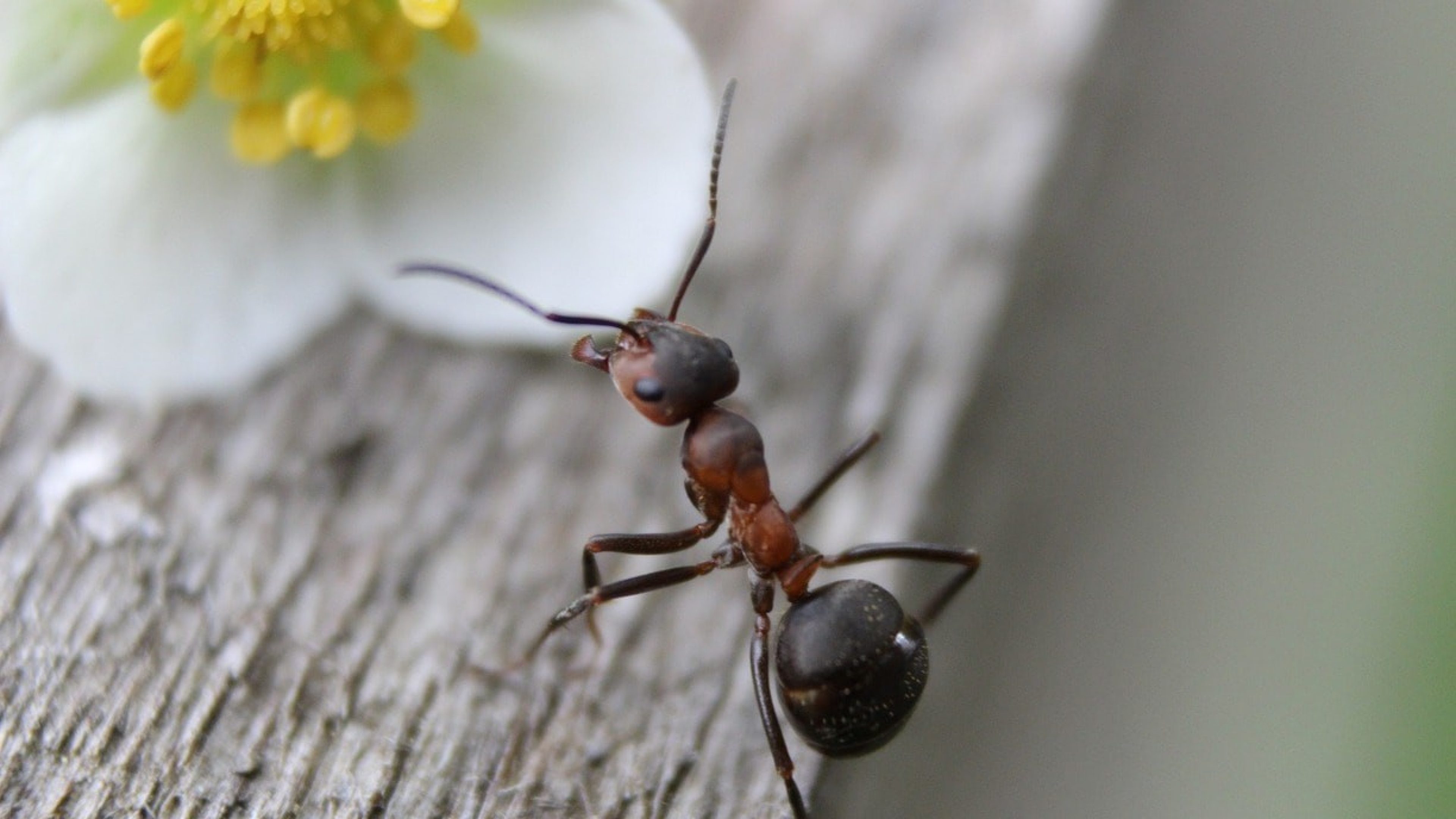 Ameisen im Haus bek 228 mpfen 8 n 252 tzliche Tipps Swiss Life